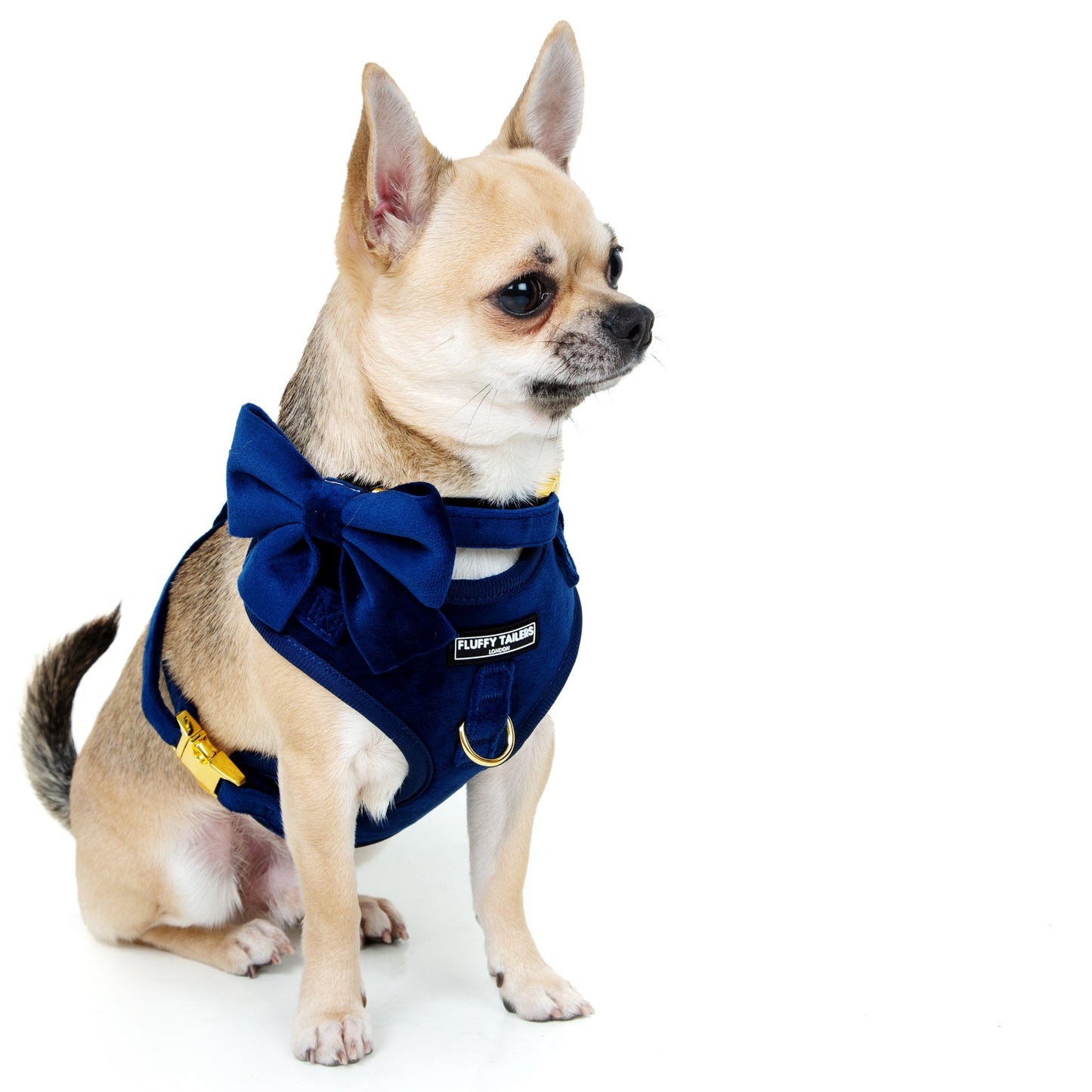 Luxury Royal Blue Velvet Set Small Dog Harness, Collar - Pets Universe