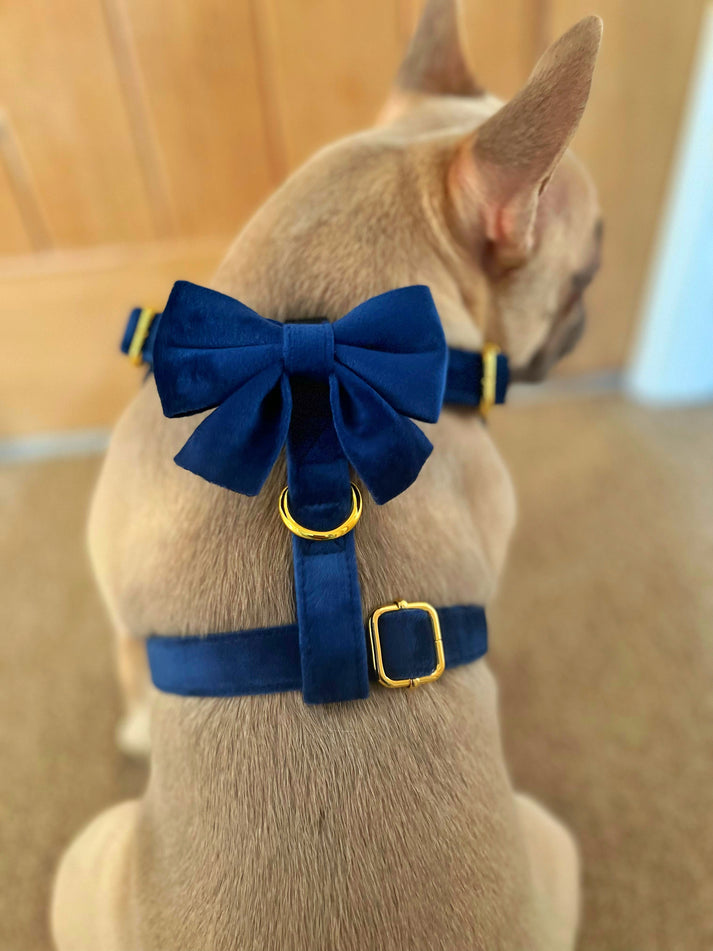 Luxury Royal Blue Velvet Set Small Dog Harness, Collar - Pets Universe